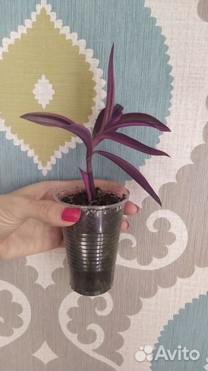 Традесканция сеткреазия пурпурная