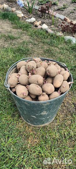 Семенной картофель Аврора