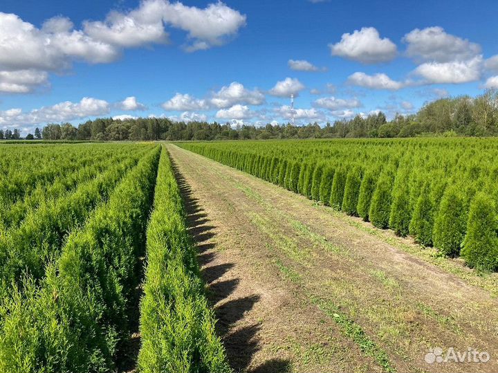 Саженцы Туя Смарагд 130-150 см доставка