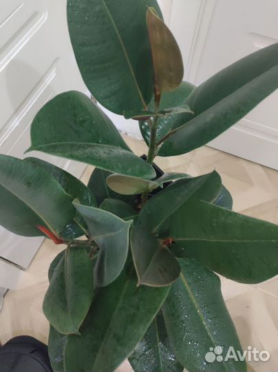 Фикус эластика робуста 3 ствола