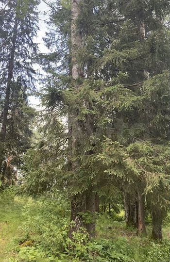 Участок 9 сот. (ИЖС)