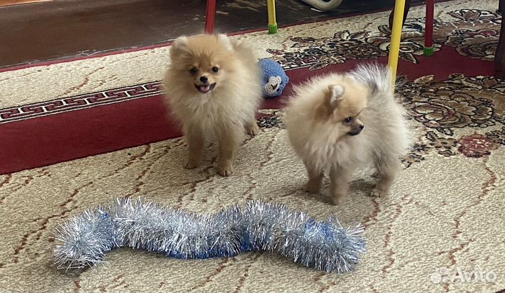 Миниатюрный шпиц