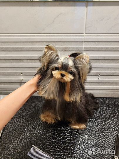 Девочка микро йоркширский терьер из Кореи