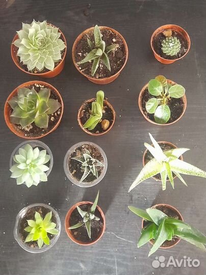 Кактусы и суккуленты