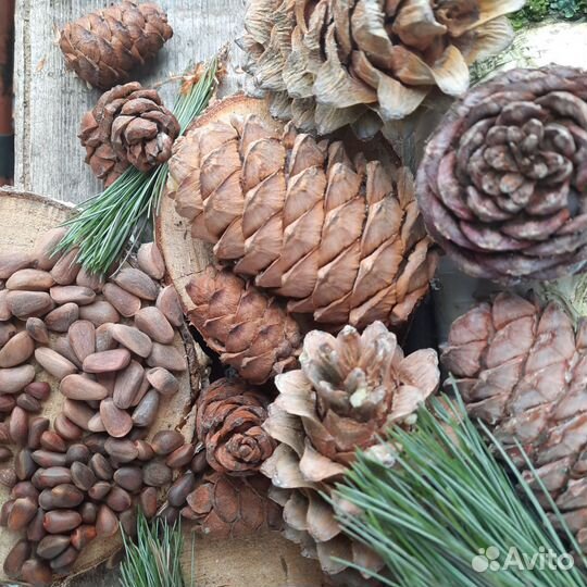 Шишки 3 видов кедровых сосен (кедра)