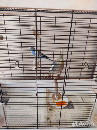 Пара попугаев