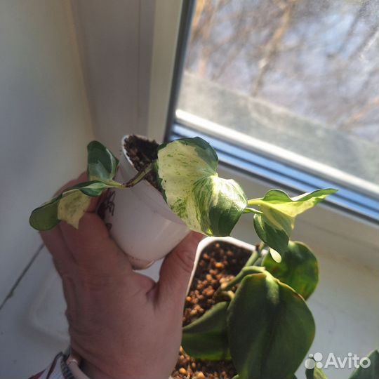 Комнатные цветы