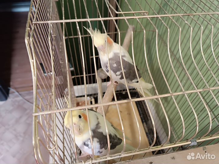 Попугай карелла птенцы