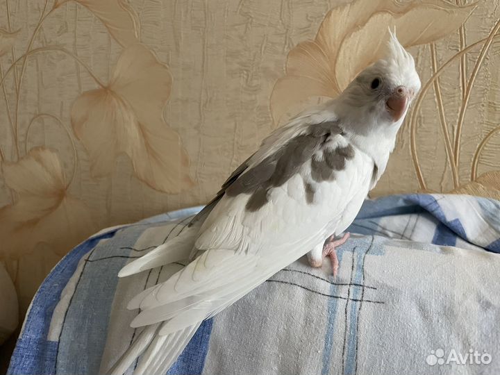 Птенцы кореллы безщекие