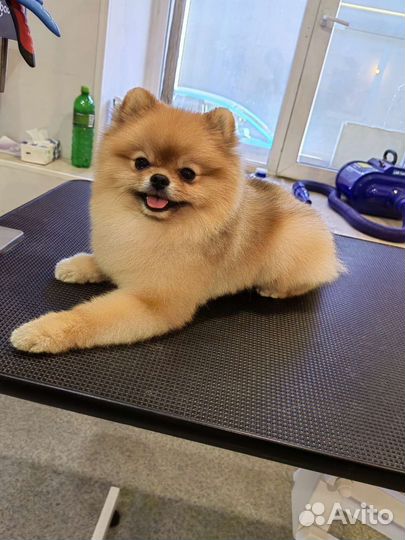 Стрижки кошек и собак салон DOGford