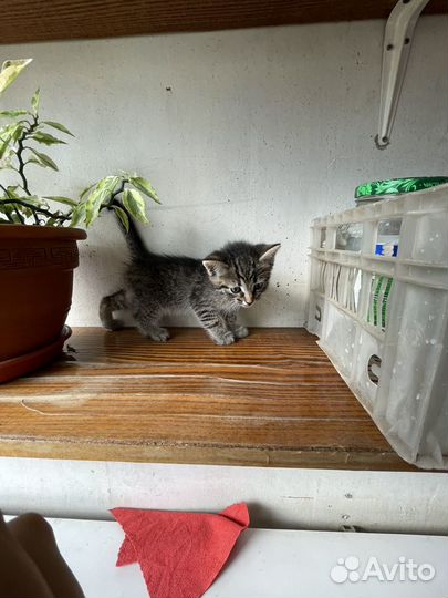 Котенок мальчик 1 месяц