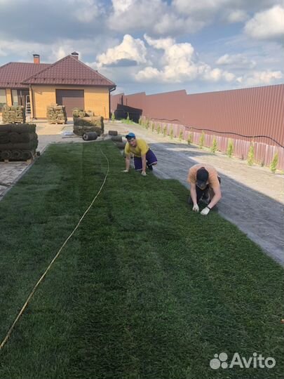 Рулонный газон ландшафтный дизайн посадка растений