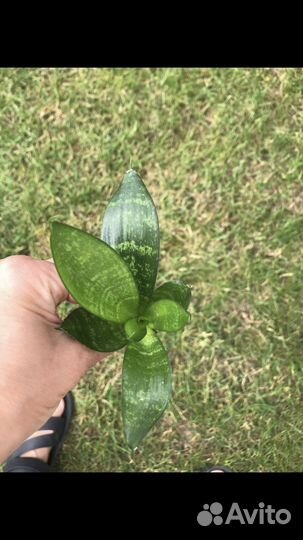 Сансиверия Ханни