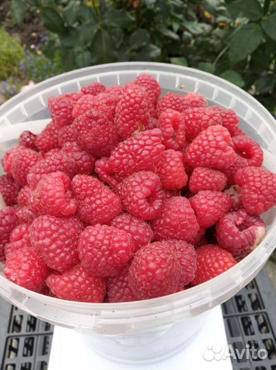 Ремонтантная малина