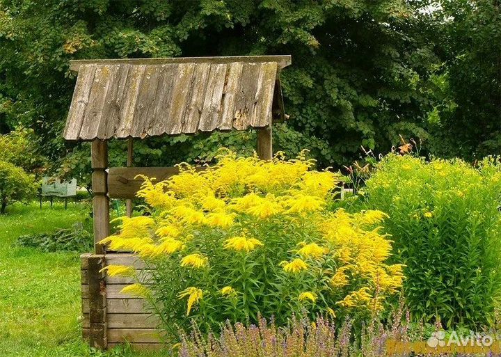 Цветы многолетние садовые саженцы (обмен)