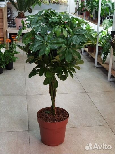 Шеффлера Нора на штамбе, декоративно-лиственные