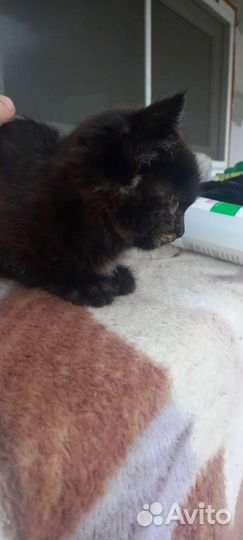 Раздаю котят