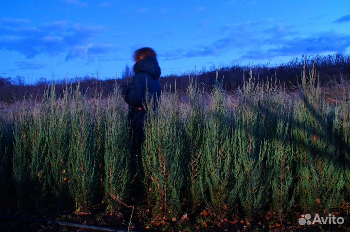 Живая изгородь доставка посадка