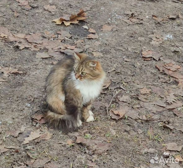 Ищет дом кошечка с изумрудными глазами