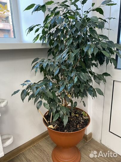 Комнатные растения цветы большие