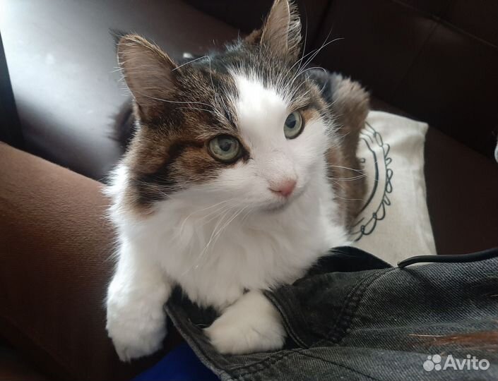 Передержка кошек/ котоняня