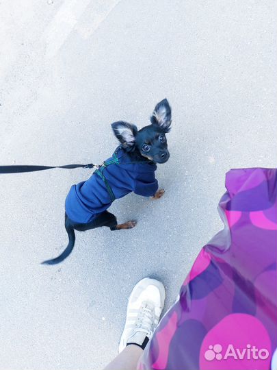 Вязка собак той-терьер