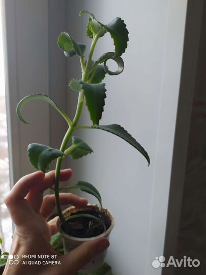 Каланхое лекарственный