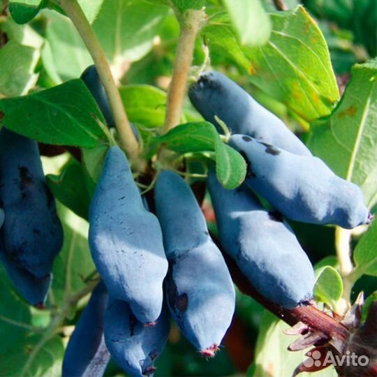 Жимолость саженцы