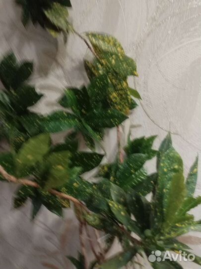 Аукуба японская