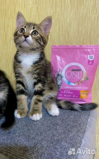 Котенок в добрые руки