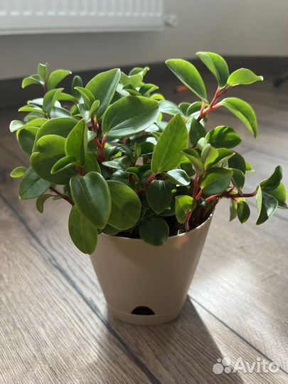 Пеперомия Глабелла