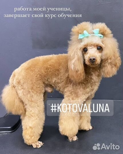 Бесплатный груминг