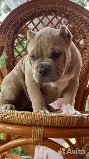 Американский булли крутая девчонка