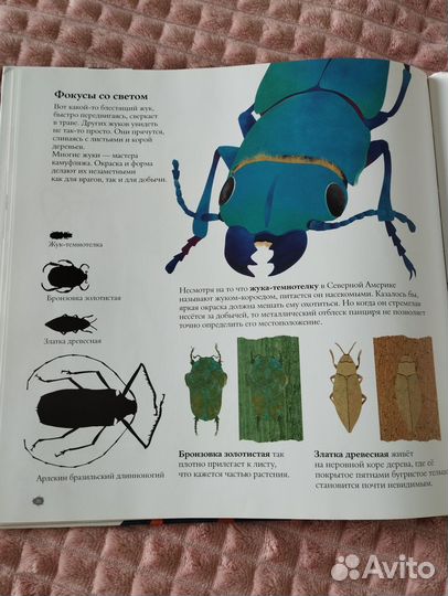 В мире жуков. С. Дженкинс