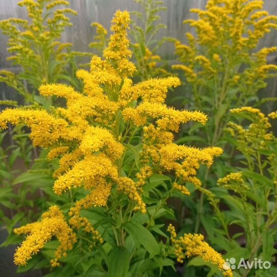 Золотые шары