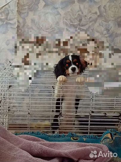 Кавалер кинг чарльз спаниель