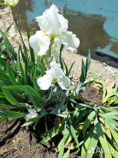 Ирис и другие многолетние цветы