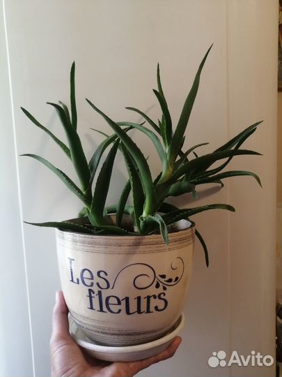 Комнатные растения: Алоэ (столетник)