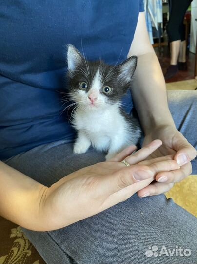 Котята в добрые руки бесплатно