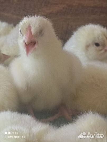 Подрощенные Цыплята- Мастер Грейс