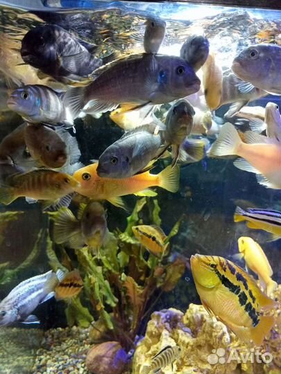 Псевдотрофеус, лабидохромис, меченосцы, гуппи