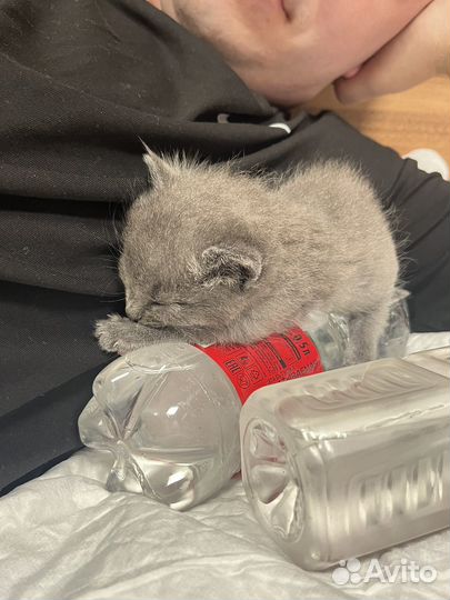 Котёнок 3 недели мальчик