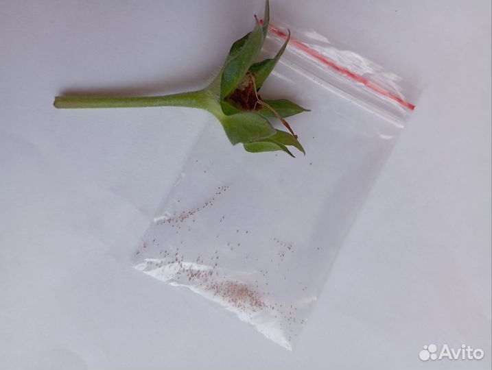 Семена глоксинии