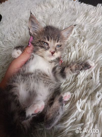 Котенок мальчик 1 месяц