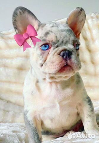 Мини Французский бульдог Мерле - Эксклюзивная купить в Москве ...