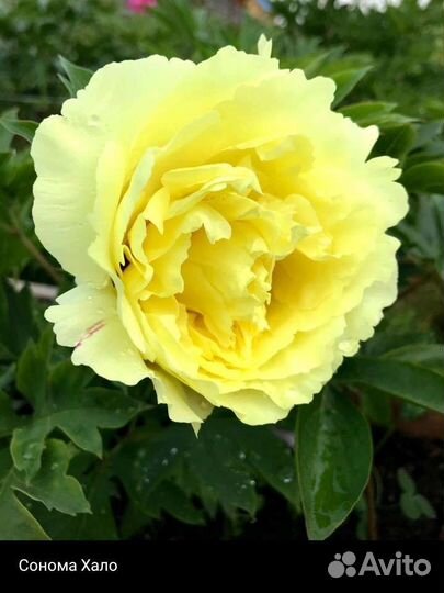 Пионы саженцы корни