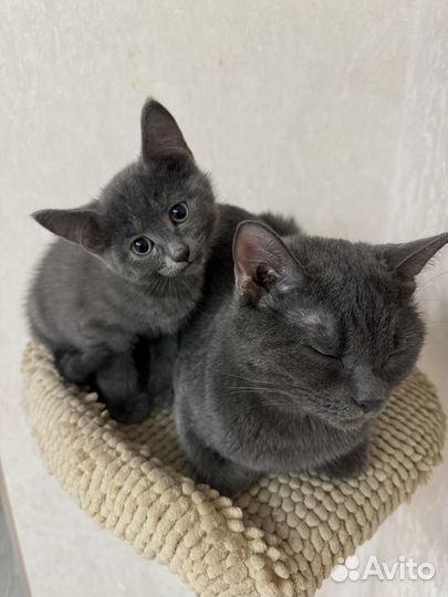 Отдам котенка (девочку) в добрые руки