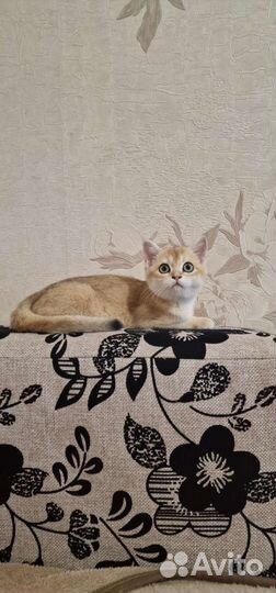 Котик золотая шиншилла