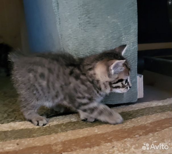 Маленькие рыси