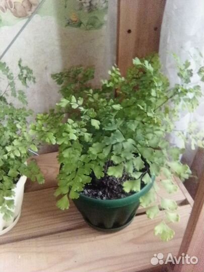 Комнатные растения